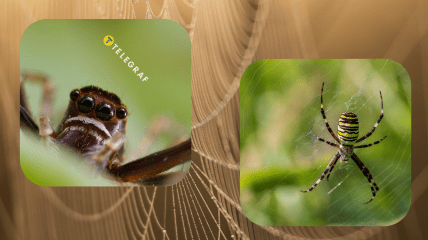 Колаж "Телеграфу"