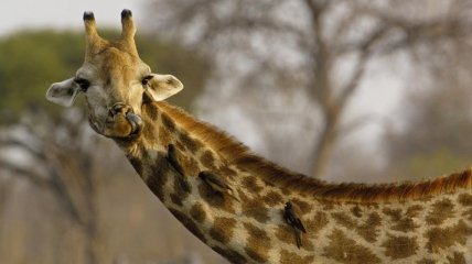 В крымском сафари-парке родился первый жирафенок