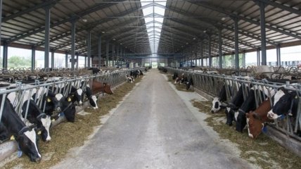 Госстат: Украина снизила производство молока, мяса, яиц