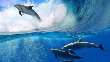 Трагедии с дельфинами и китами