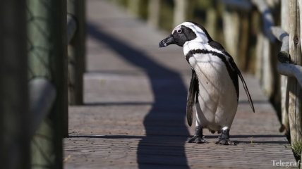 В зоопарке Тбилиси нашли еще одного пингвина