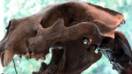 Археологи обнаружили останки древнего пещерного льва