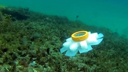 Ученые создали роботов, которые будут заботиться о хрупких частях Мирового океана
