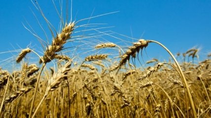 Украина и Россия координируют действия на мировом рынке зерна