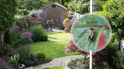 Шкідливого клопа помітили в Україні