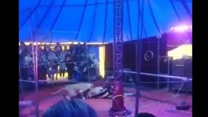 Львицы напали на дрессировщика в цирке: страшный момент попал на видео