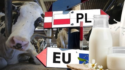 Переробникам бракує якісного промислового молока з українських ферм