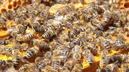Месть насекомых: на Херсонщине украинские пчелы убили 3 рашистов, еще 25 – ранены