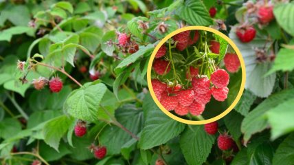 Куст малины