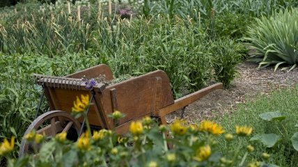 Завершать огородный сезон нужно грамотно