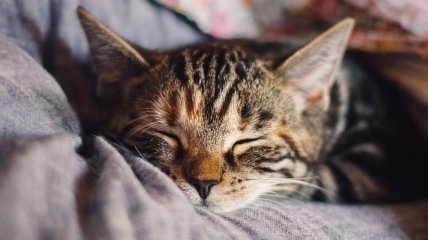 Исследование: кошки укрепляют нервы человека
