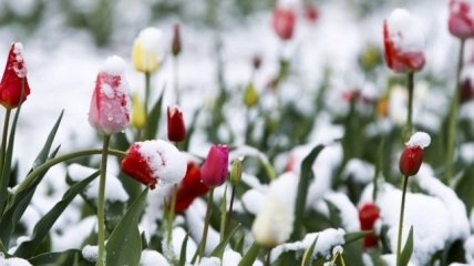 Україну ще може накрити сніг у квітні: названо дату
