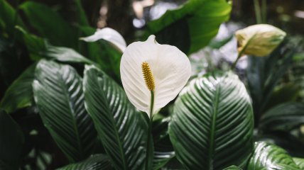 Спатіфіллум – розкішна кімнатна рослина