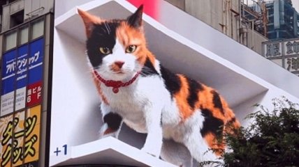 Спит, мяукает и смотрит на прохожих: в Токио на рекламном щите "поселился" огромный 3D кот