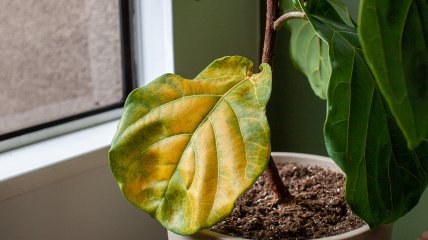 Листья комнатных растения особенно желтеют зимой