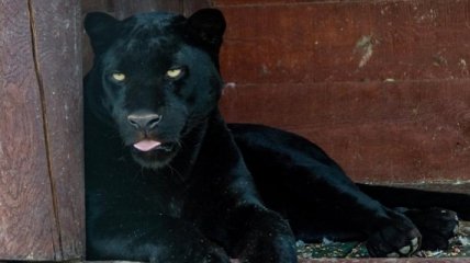 "Пантера сидела у мужчины на голове": в зоопарке под Полтавой произошло ЧП