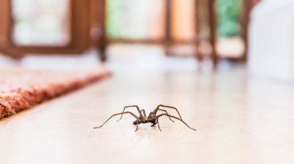 Павуки особливо активні влітку