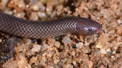 В Западной Африке открыли новые виды змей (Фото)