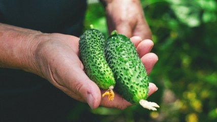 Огірки – обов’язкова культура на городі