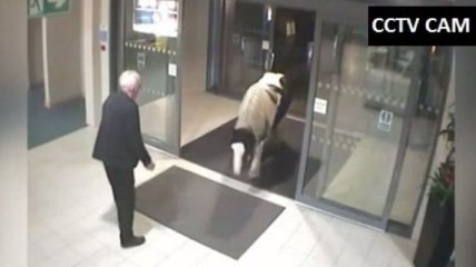 Лошадь зашла в полицейский участок в Англии (Видео)
