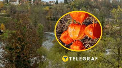 Рослина фізаліс