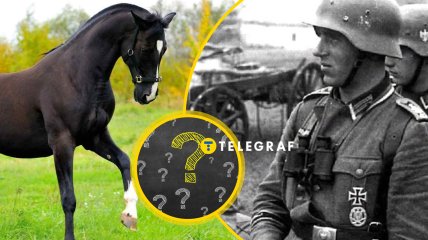 Этот артефакт объединяет лошадей и солдат вермахта