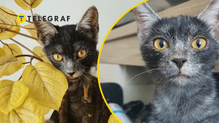 Иллюстративное фото