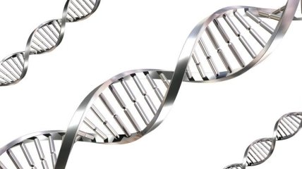 Ученые разобрались с геномом денисовского человека