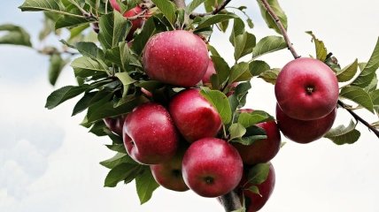 Чем подкормить яблоню, чтобы был большой урожай