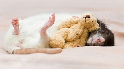  Ученые узнали, что снится крысам (Фото)