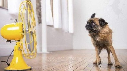 Смешная реакция собак на вентилятор, которая вас точно рассмешит