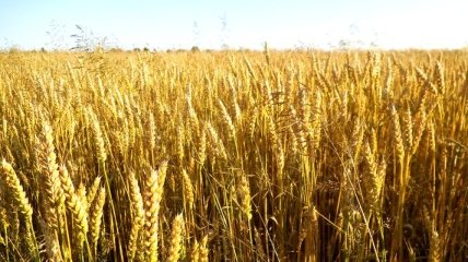 Cвыше 41 млн т зерна намолотили украинские аграрии 