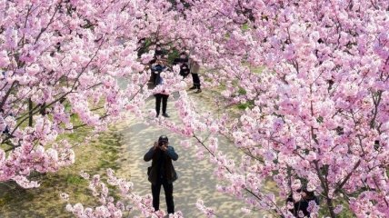 Весенняя Япония: невероятно красивые снимки цветущей сакуры (Фото)