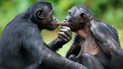 Для предотвращения агрессии самки шимпанзе применяют "сексуальные уловки"