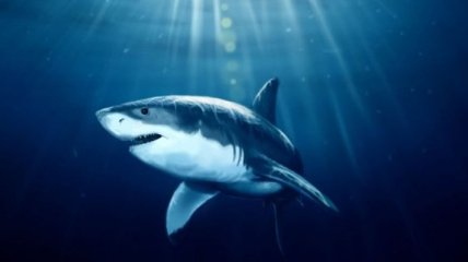 Ученые: Акулы помогут человеку вырастить новые зубы