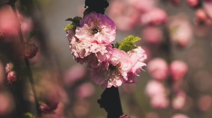 Цветение одесской сакуры весной