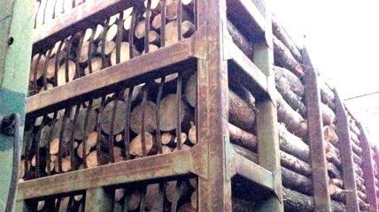 По иску Одесской прокуратуры арестованы 56 вагонов контрабандой древесины