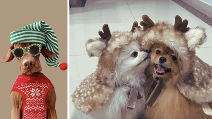 Собаки у Різдвяних костюмах