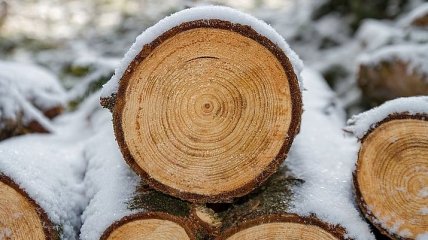 В Беларуси планируют начать экспортировать круглую древесину