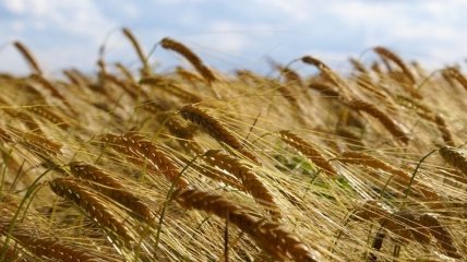 Экспорт зерновых в Украине превысил уровень 2018 года