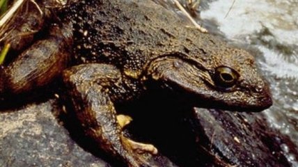 На Мадагаскаре нашли адскую лягушку, пожиравшую маленьких динозавров
