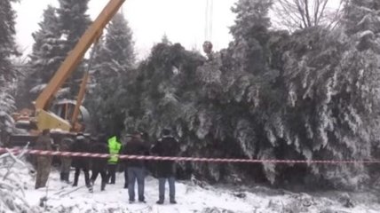 В Ивано-Франковской области срубили главную елку Украины (Видео)