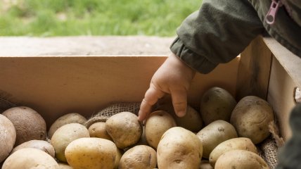 Не можна викопувати картоплю, коли земля волога