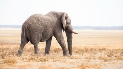 Африканские слоны не желают жить рядом с людьми