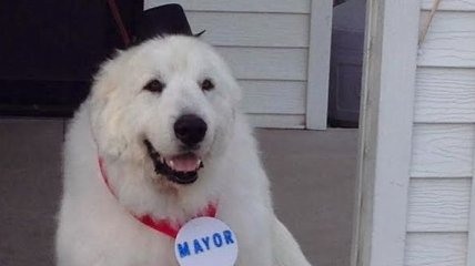 В США пса избрали мэром поселка