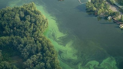 Украинские ученые научились добывать биотопливо из сине-зеленых водорослей