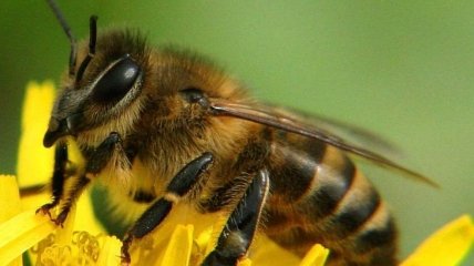 Ученые: Пчелы способны улавливать электрические поля