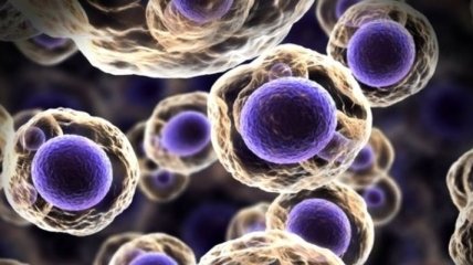 Ученые рассказали об образовании клеток в организме