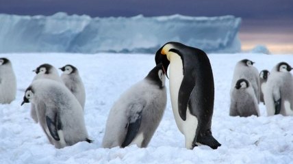Ученые рассказали, почему пингвины не могут летать 