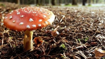 СЭС: Более полусотни украинцев отравились грибами с начала года
